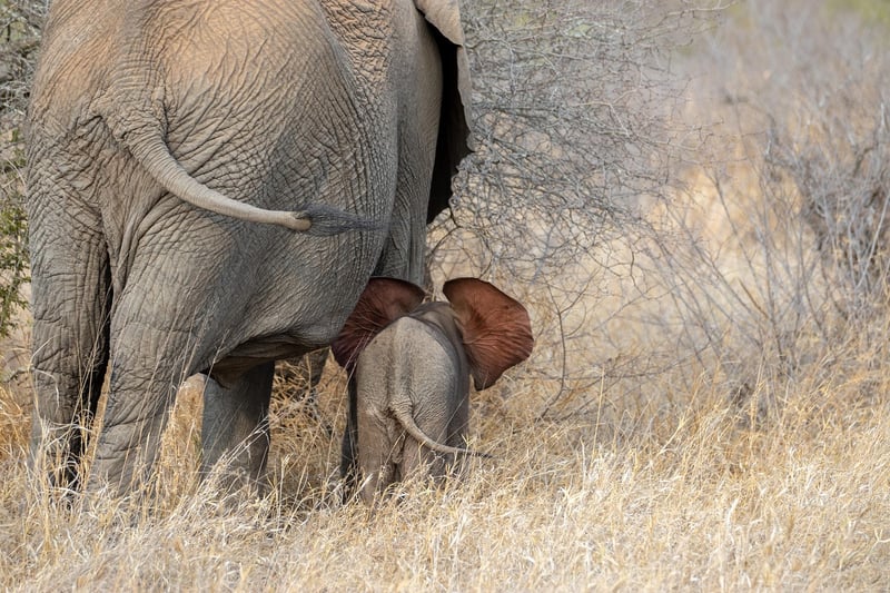 Kruger National Park