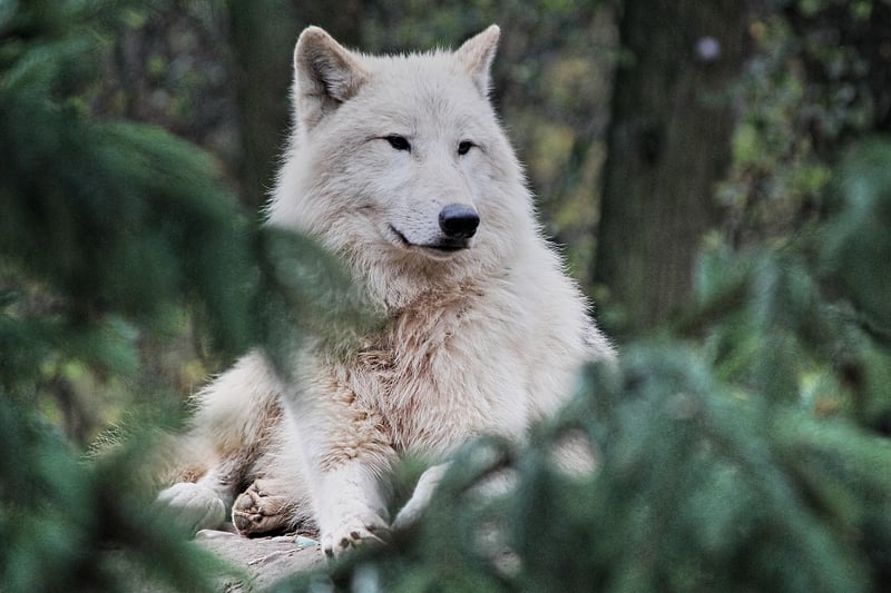 Wildlife